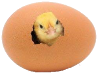 Baby Chickens Logo