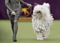 Amazing Paws show Logo
